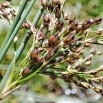 Juncus inflexus flower picture by mike (cc-by-sa)