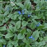 Omphalodes verna habit picture by Sabina Hartmann (cc-by-sa)