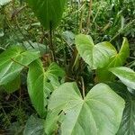 Anthurium andraeanum leaf picture by Forero Ana (cc-by-sa)