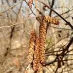 Alnus incana flower picture by Zachary Holderby (cc-by-sa)