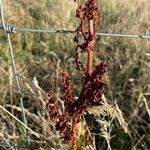 Rumex aquaticus fruit picture by bellanote (cc-by-sa)