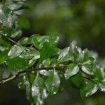 Randia aculeata leaf picture by Nelson Zamora Villalobos (cc-by-nc)