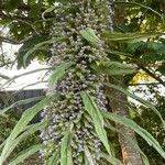 Echium pininana flower picture by Kevin Bishop (cc-by-sa)