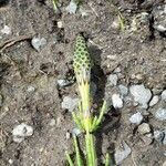 Equisetum palustre flower picture by George Smith (cc-by-sa)