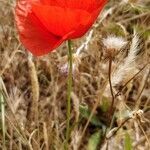 Papaver rhoeas habit picture by Maria Linardo (cc-by-sa)