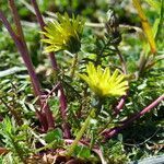 Taraxacum pyrenaicum leaf picture by francois tissot (cc-by-sa)