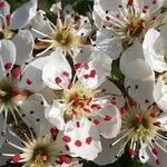 Pyrus bourgaeana flower picture by Prieta Javier (cc-by-sa)