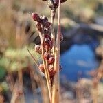 Juncus acutus habit picture by Yoan MARTIN (cc-by-sa)