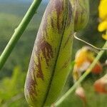 Crotalaria laburnifolia fruit picture by susan brown (cc-by-sa)