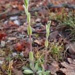 Arabis ciliata habit picture by Yoan MARTIN (cc-by-sa)