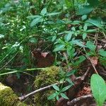 Galium palustre habit picture by Pierre LEON (cc-by-sa)