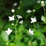 Galium rotundifolium flower picture by Kabilan Nadarajah (cc-by-sa)