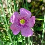 Oxalis hispidula flower picture by Trap Hers (cc-by-sa)