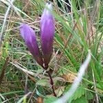 Gentianella germanica flower picture by Liane Bienert (cc-by-sa)