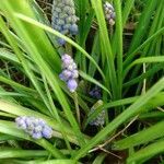 Muscari armeniacum fruit picture by Barbara Robin (cc-by-sa)