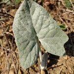 Petasites spurius leaf picture by Schnittler Martin (cc-by-sa)