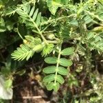 Tribulus cistoides leaf picture by Hugo SANTACREU (cc-by-sa)