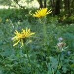 Crepis pyrenaica habit picture by Yoan MARTIN (cc-by-sa)