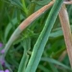 Glebionis segetum leaf picture by Tom Spruit (cc-by-sa)