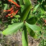 Embothrium coccineum leaf picture by fernandes marina (cc-by-sa)