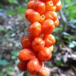 Arum cylindraceum fruit picture by Michael Andresek (cc-by-sa)