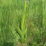 Orchis militaris habit picture by doune34160 (cc-by-sa)