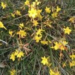 Jasminum nudiflorum flower picture by plumedesmers (cc-by-sa)