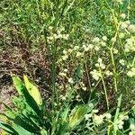 Eryngium elegans habit picture by Trap Hers (cc-by-sa)