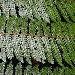 Cyathea multiflora leaf picture by Nelson Zamora Villalobos (cc-by-nc)