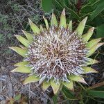 Protea cynaroides fruit picture by Daniel Barthelemy (cc-by-nc)