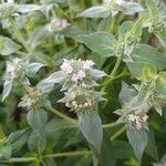 Pycnanthemum muticum flower picture by tufty_jam_bean (cc-by-sa)