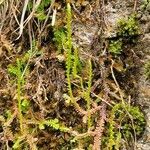 Selaginella helvetica habit picture by Frank Sundermeyer (cc-by-sa)