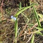 Commelina forskaolii habit picture by susan brown (cc-by-sa)