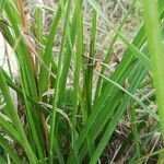 Cyperus eragrostis leaf picture by Julien (cc-by-sa)