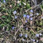 Jasione crispa habit picture by Patrice Nodet (cc-by-sa)