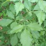 Vitex negundo leaf picture by Omolla Srikanth (cc-by-sa)