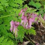 Dicentra eximia flower picture by Nathaniel (cc-by-sa)