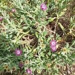 Centaurea seridis flower picture by Ruiz Francisco (cc-by-sa)