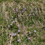 Globularia nudicaulis habit picture by Käch Martin (cc-by-sa)