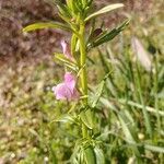 Linaria arvensis flower picture by Susana López (cc-by-sa)