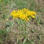 Senecio integerrimus flower picture by Euphrosyne Beauchamp (cc-by-sa)