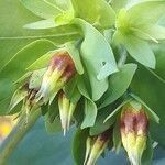 Cerinthe glabra flower picture by Pierre Meunier (cc-by-sa)