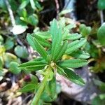 Daphne cneorum leaf picture by Alain Bigou (cc-by-sa)