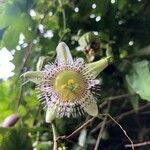 Passiflora adenopoda flower picture by Martínez Gabriela (cc-by-sa)