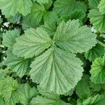 Geum coccineum leaf picture by Jani Zadrgal (cc-by-sa)