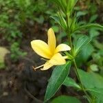 Barleria prionitis flower picture by prasadnayak2002 (cc-by-sa)