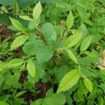 Ulmus americana habit picture by Josh M (cc-by-sa)