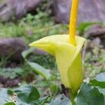 Arum creticum flower picture by Guillaume Labeyrie (cc-by-sa)