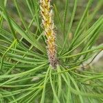 Pinus pinaster flower picture by Meike Wolff (cc-by-sa)