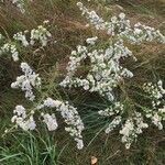 Doellingeria umbellata habit picture by Craig Craig Parkes (cc-by-sa)